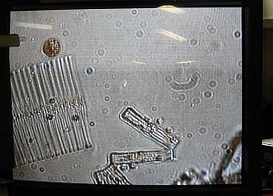 Lake Superior Plankton Net microscope pictures 