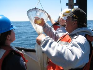 Plankton net catch