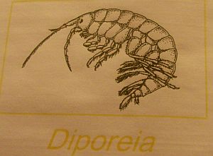 The Diporeia artist sketch, a vitally important link int the food chain