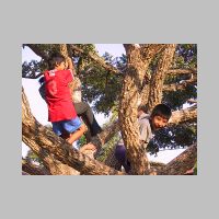 10_To_climb_a_tree.jpg