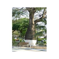 30_The_bottle_tree.jpg