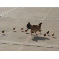 30_Mother_hen.jpg
