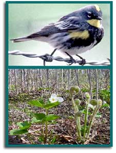 Warbler and Wildlife Photos